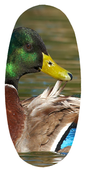 DASOV 308 Duck Mallard